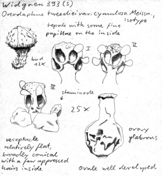 Vorschaubild Oreodaphne tweediei var. cymulosa Meisn.